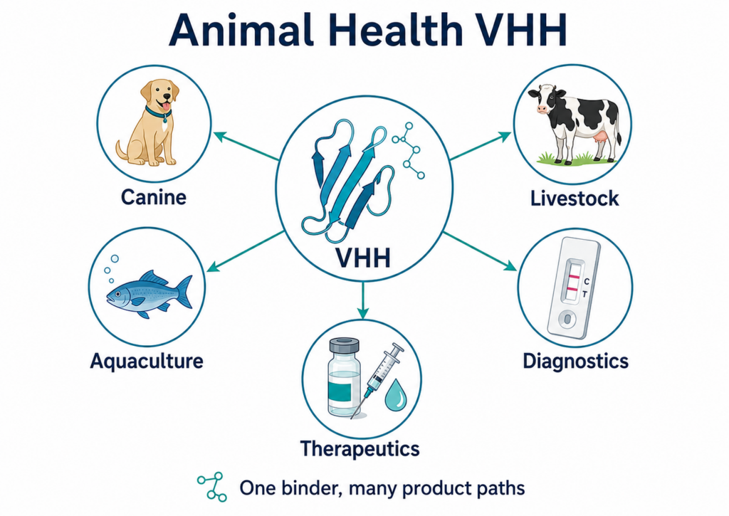 A clean technical infographic showing a central VHH single-domain antibody structure connected to five animal health product paths: canine, livestock, aquaculture, diagnostics, and therapeutics. The graphic uses simple biology icons, arrows, and a blue-teal scientific style to show how one VHH binder can support multiple veterinary and animal health applications.